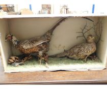 TAXIDERMY CASED COCK AND HEN PHEASANTS (A/F)
