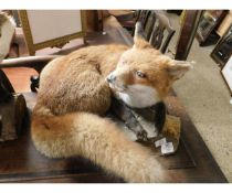 TAXIDERMY STUDY OF A FOX ON A TREE TRUNK STAND, 50CM LONG