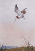 AR John Cyril Harrison (1898-1985) "Snipe dropping to alight" watercolour, signed lower right, 33