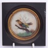 Mid-19th century mixed media miniature of a feathered bird on a tree stump within a gilt bezel and