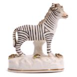 Mid-19th century Staffordshire porcelain model of a zebra standing on an oval raised white base with