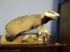 TAXIDERMY STUDY OF A BADGER MOUNTED ON A TREE TRUNK STAND (A/F), 67CM LONG