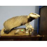 TAXIDERMY STUDY OF A BADGER MOUNTED ON A TREE TRUNK STAND (A/F), 67CM LONG