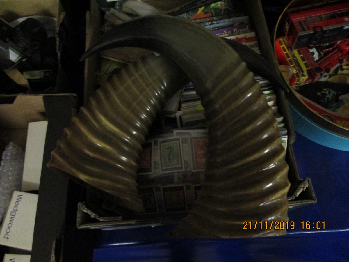 TWO POSSIBLY BUFFALO HORNS