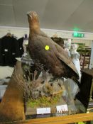 TAXIDERMY GROUSE PERCHED ON A LOG WITH FOLIAGE