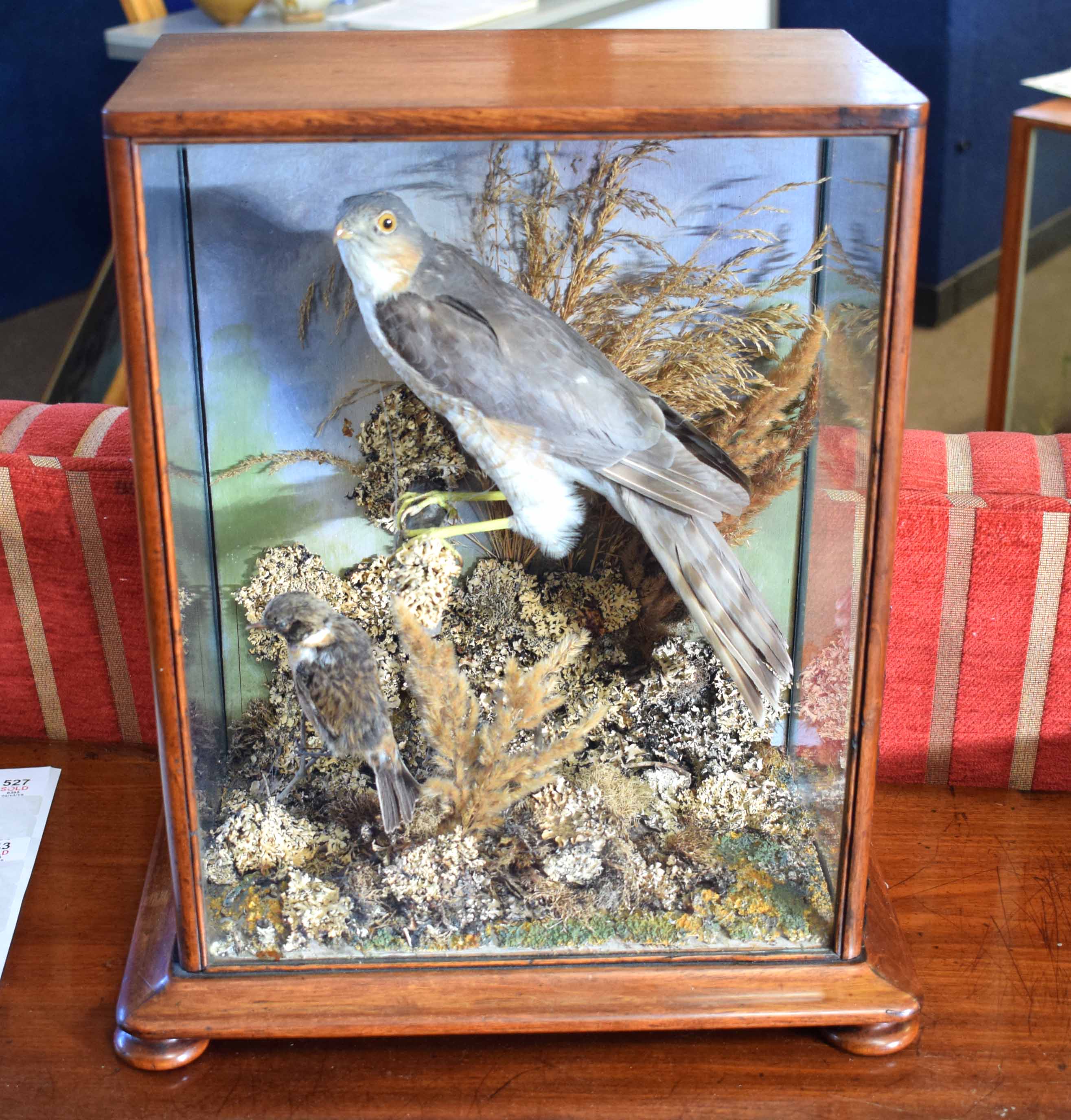 Victorian Taxidermy case containing sparrow hawk and stonechat in naturalistic setting, 36cm wide