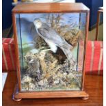 Victorian Taxidermy case containing sparrow hawk and stonechat in naturalistic setting, 36cm wide