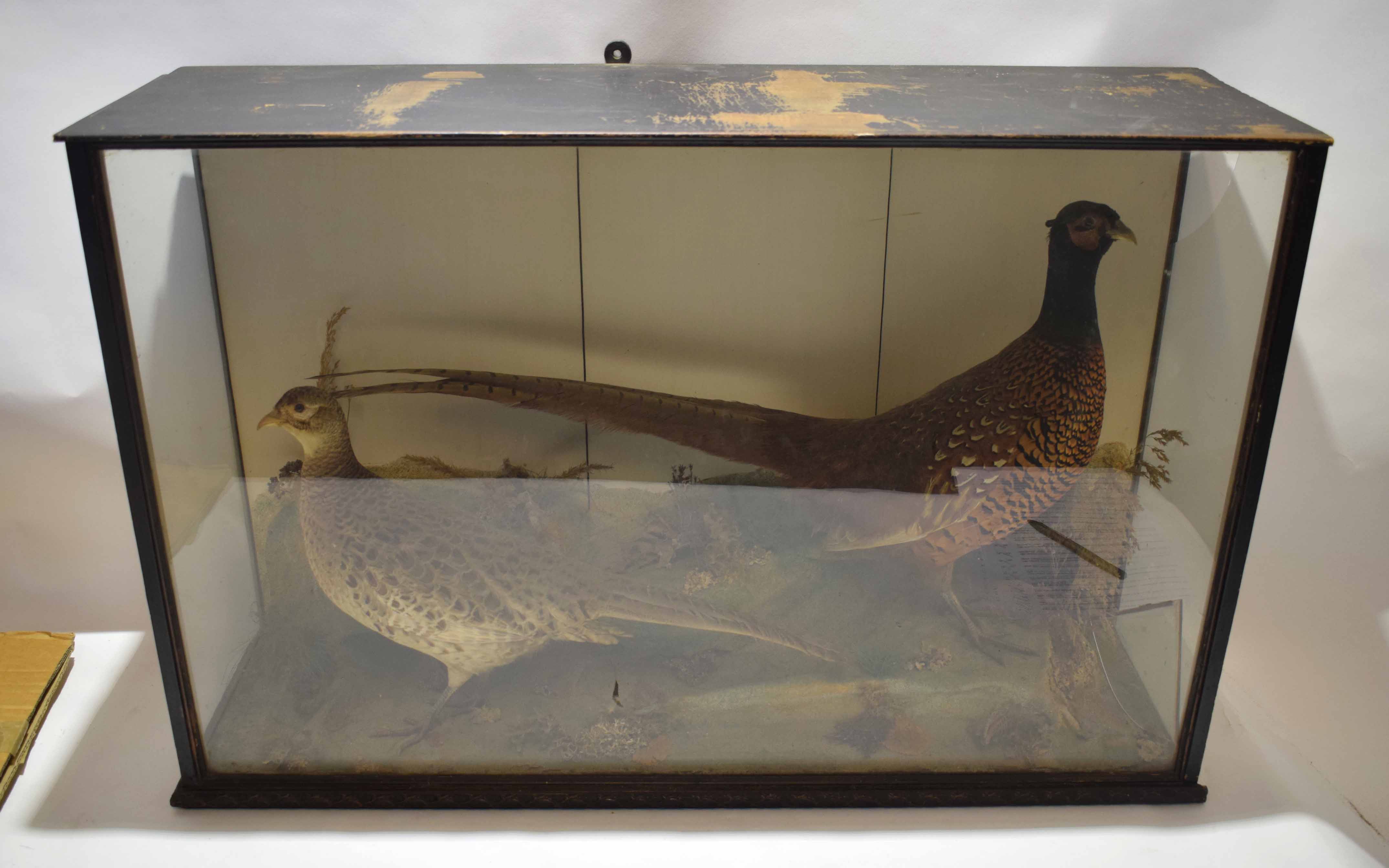 Taxidermy case of cock and hen pheasant in a naturalistic setting, 90cm wide