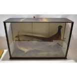 Taxidermy case of cock and hen pheasant in a naturalistic setting, 90cm wide