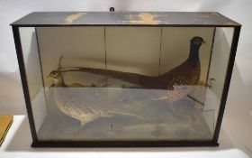 Taxidermy case of cock and hen pheasant in a naturalistic setting, 90cm wide