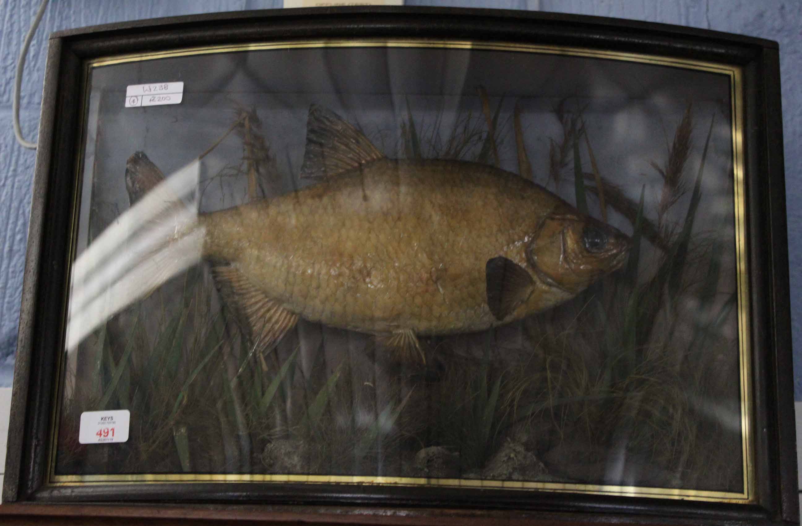 Taxidermy tench in a bow fronted glazed display case with naturalistic interior and weight inscribed