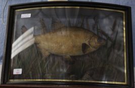 Taxidermy tench in a bow fronted glazed display case with naturalistic interior and weight inscribed