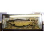 Taxidermy cased pike, in a long glazed rectangular case with naturalistic setting, inscribed on