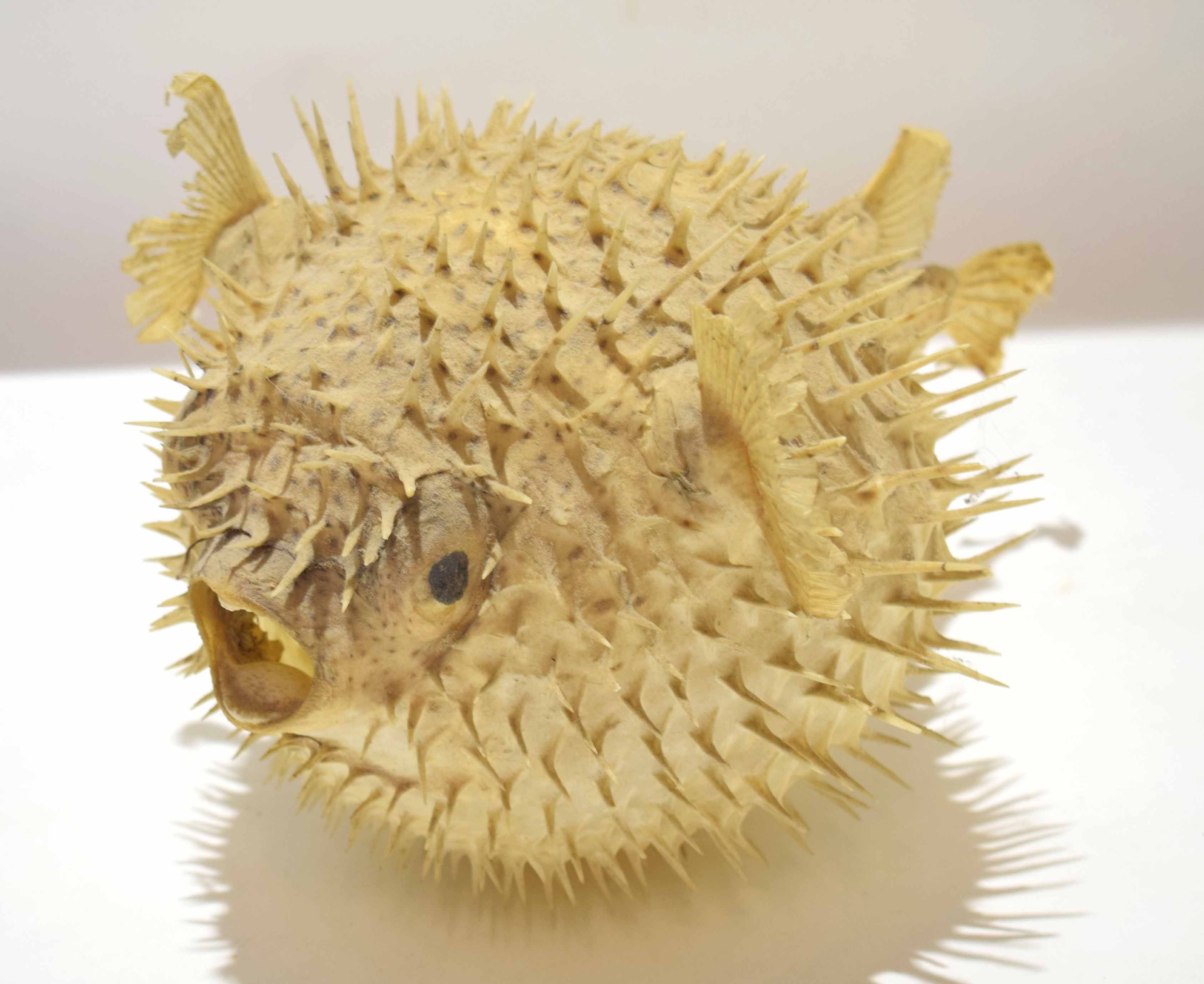 Skeleton of a puffer fish complete with spines