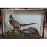 Taxidermy cased cock and hen pheasant in a naturalistic setting, stamped verso John and Audrey