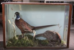 Taxidermy cased cock and hen pheasant in a naturalistic setting, stamped verso John and Audrey