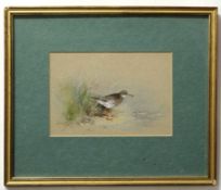 Gordon Beningfield, signed watercolour, Redshank in the Reeds, 19 x 28cm. Provenance: David McDonald