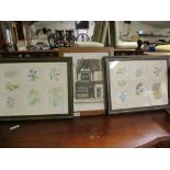 TWO FRAMED WATERCOLOURS OF PLANT AND FLORAL STUDIES TOGETHER WITH A FRAMED WATERCOLOUR OF ANNA