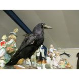 TAXIDERMY CROW