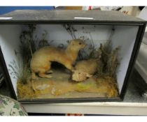 TAXIDERMY OF A STOAT AND A RABBIT IN FOLIAGE