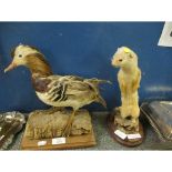 TAXIDERMY OF A CHINESE DUCK? AND A STOAT