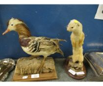 TAXIDERMY OF A CHINESE DUCK? AND A STOAT