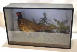 Taxidermy cased cock pheasant in a naturalistic setting, labelled verso T Roberts, Naturalist, 33