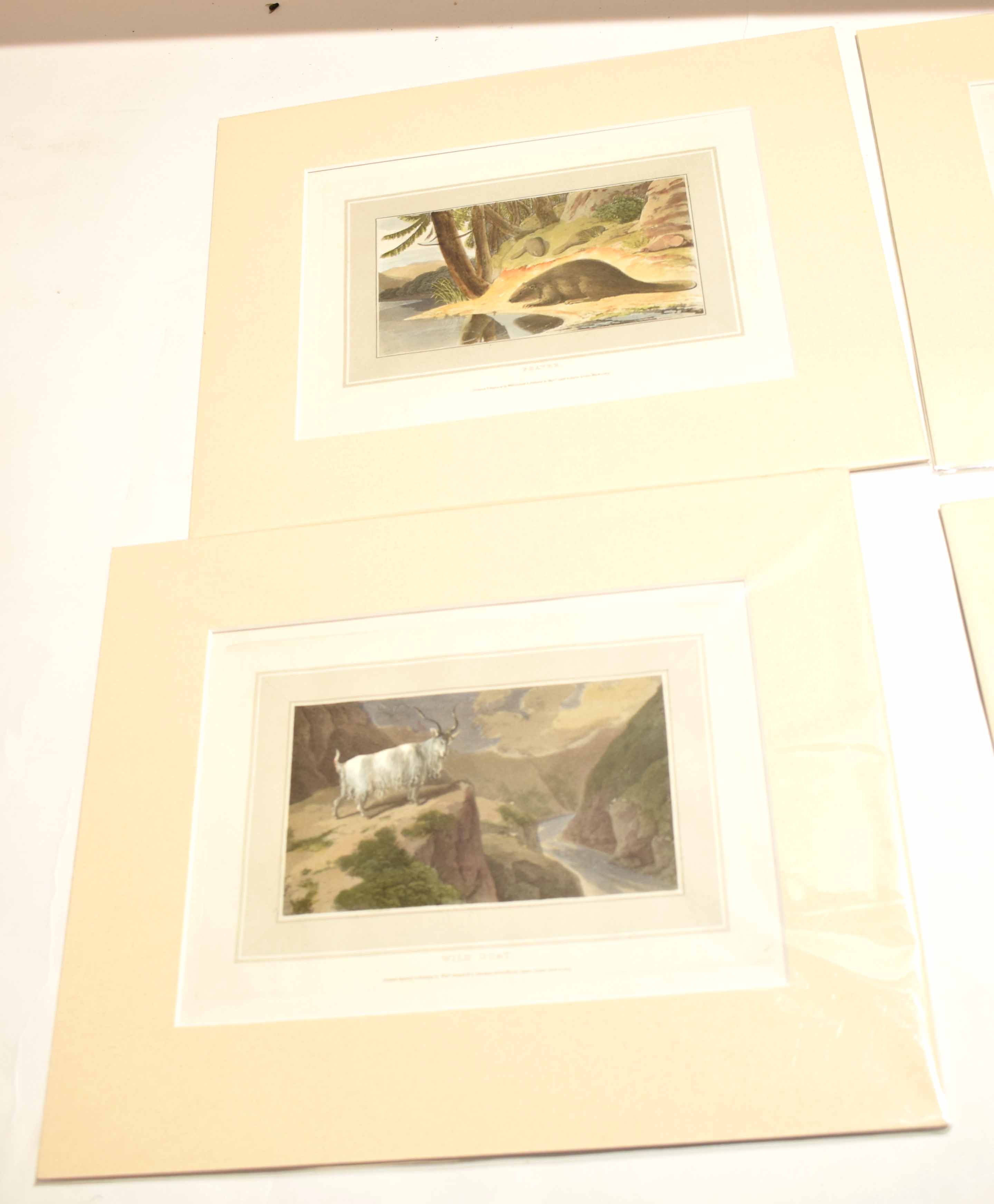 After William Daniell, four coloured aquatints, animal subjects, all mounted but unframed (4) - Image 2 of 3