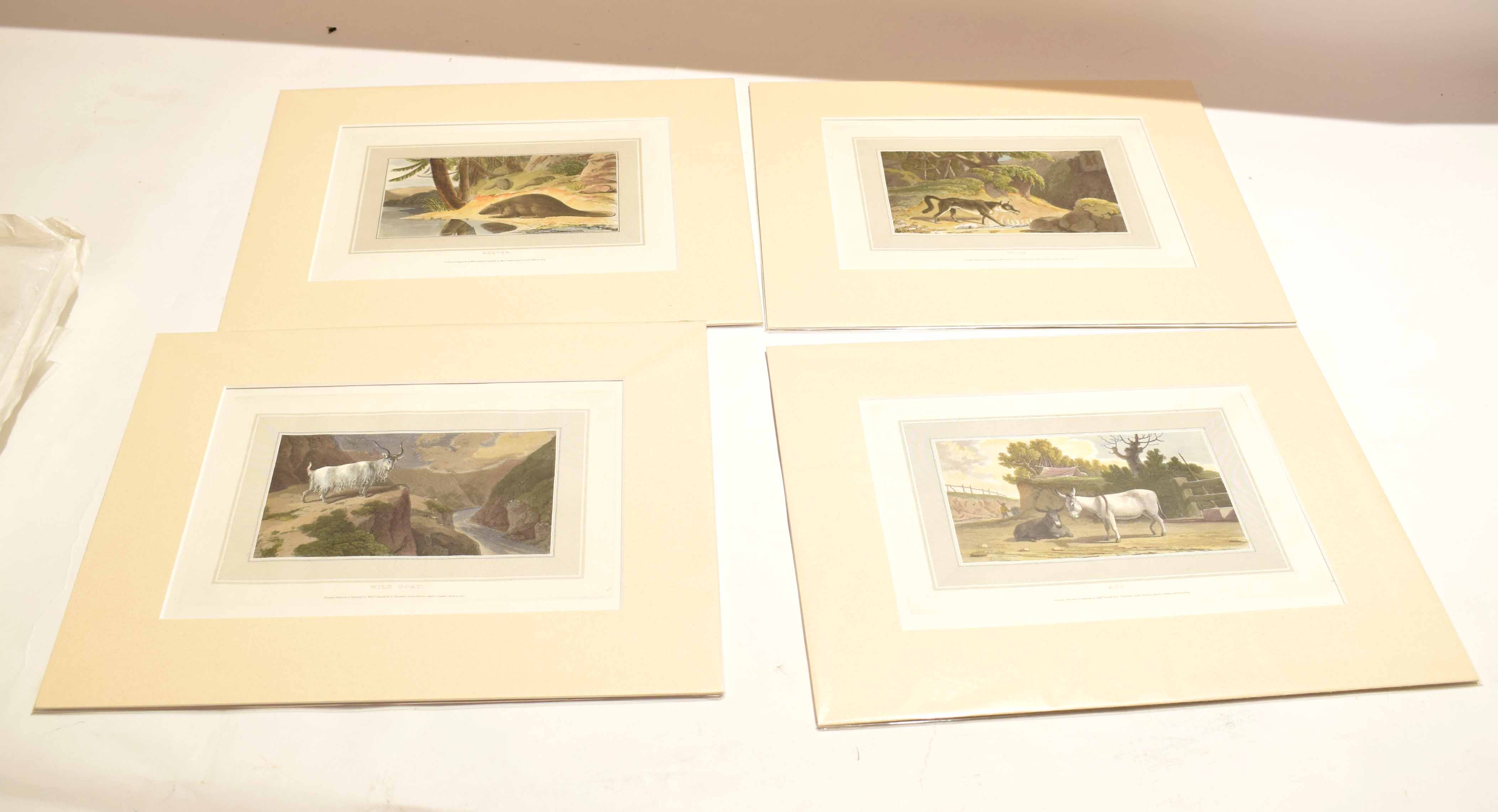 After William Daniell, four coloured aquatints, animal subjects, all mounted but unframed (4)