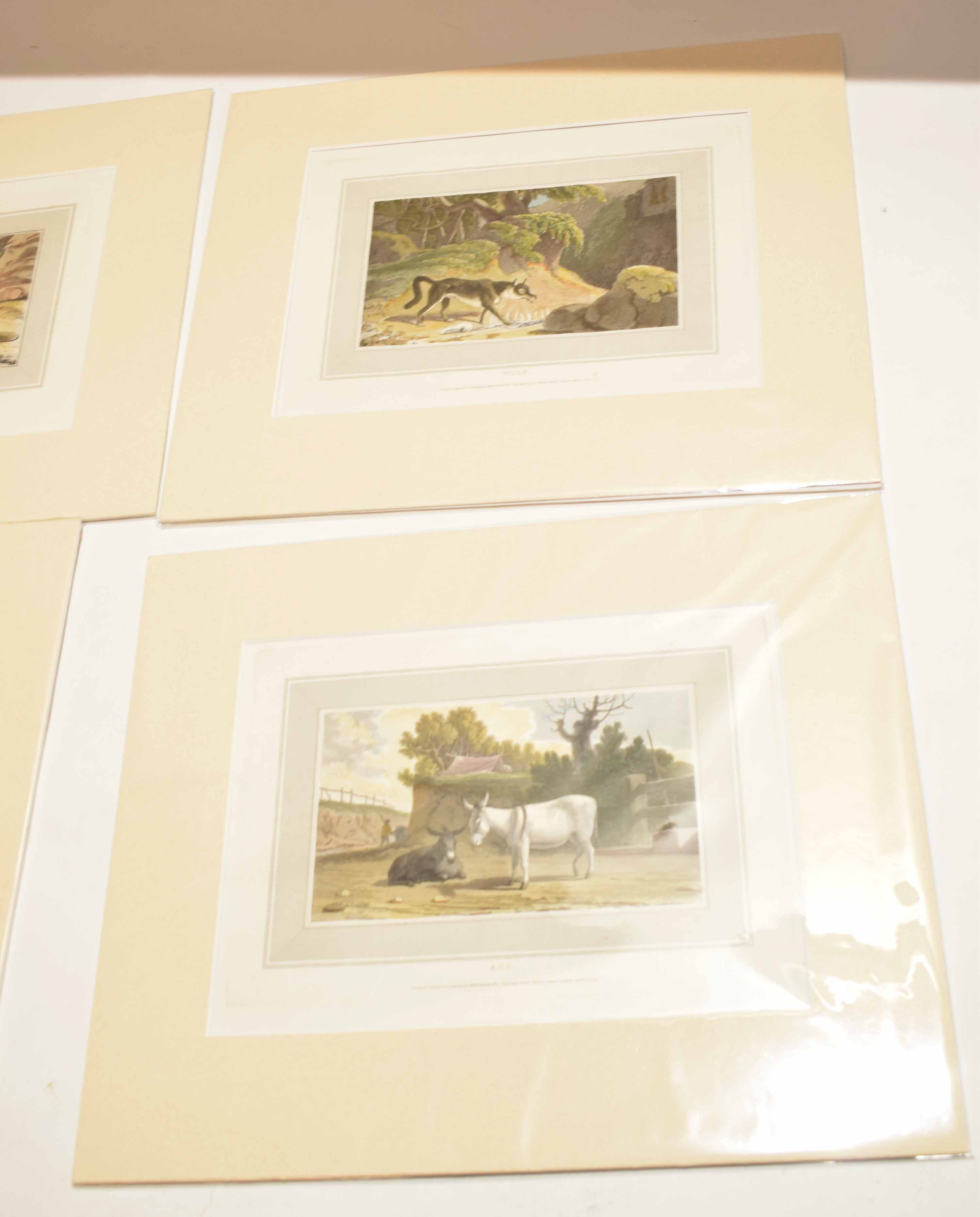 After William Daniell, four coloured aquatints, animal subjects, all mounted but unframed (4) - Image 3 of 3