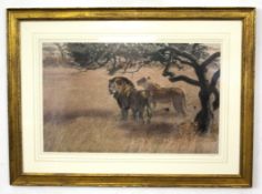 Bob Kuhn, signed in pencil to margin, limited edition (156/500), coloured print, lions in a