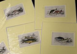 Packet: 12 hand coloured engravings, published circa 1840, Fish, all mounted but unframed