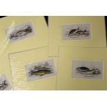 Packet: 12 hand coloured engravings, published circa 1840, Fish, all mounted but unframed