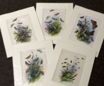 Packet of 15 hand coloured engravings, published circa 1870, Moths, all mounted but unframed