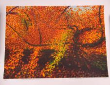 AR Norman Stevens, ARA, (1937-1988) "Fallen tree, Kensington Garden" coloured lithograph, signed,