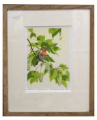 AR John Tennent (born 1926) "Robin in Sycamore" coloured lithograph, signed, dated 1976, numbered