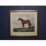 Juliet McLeon, large equine print study of racehorse "Brigadier Gerard" 61.5x70cm
