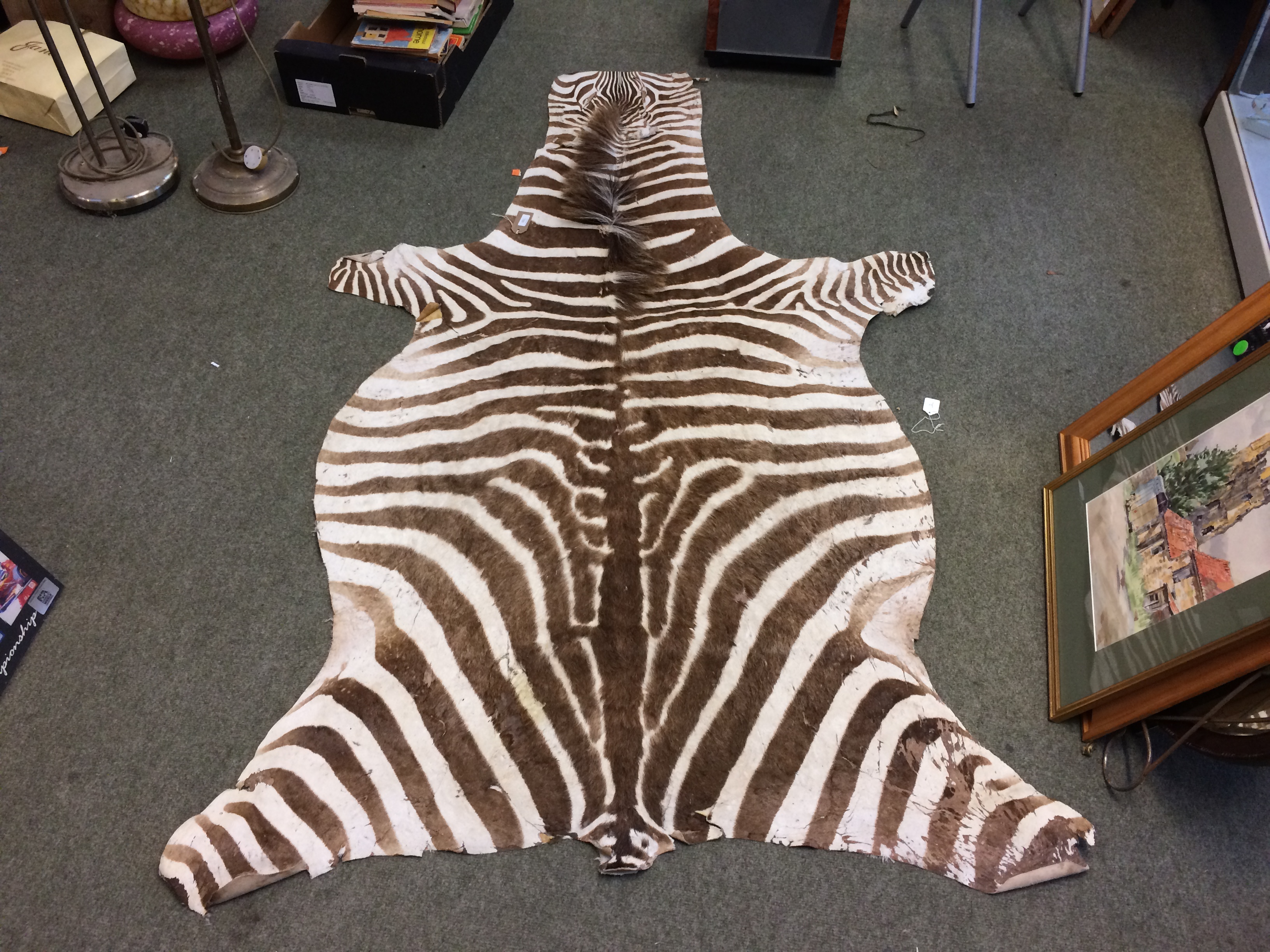 Zebra skin rug 205 X 110 cm