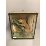 Cased taxidermy of a red squirrel in naturalistic landscape 31 X 26cm