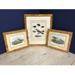 C19th fine chromolithograph of 'Exotic Bird' & 2 other bird studies all in maple frames, various