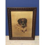 Oil on canvas framed painting of a St Bernard unsigned 45 x35 cm