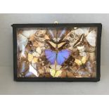 A wonderful display of exotic butterflies in glazed case 42.5 x 28 cm