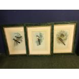After Hullmandel & Watson set of 3 bird prints C1960 50 x 31 cm
