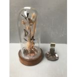 Cylindrical glass case on a wooden stand 40 cm containing butterflies on grasses & white metal