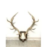 6 Point antlers mounted on a wooden sheild