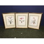 After Redoute set of 3 modern flora colour prints 28 x 20 cm framed & glazed