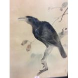 Chinese C19th a pair of ink colours, depicting black birds, framed 57x 46cm