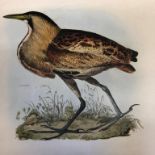 5 Large reproduction colour prints 'Spectacle Scoter' 'Bittern''Red Throated Driver''Red Throated