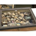 A display case containing 100s of fossils