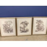 3 Modern etchings taken from C19th paintings of trees, framed & glazed